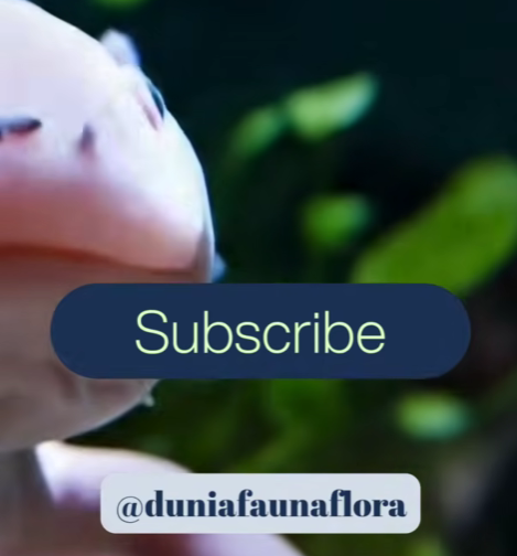 Hewan yang Bisa TUMBUHIN Otaknya Lagi?! 🧠 #Shorts #Axolotl